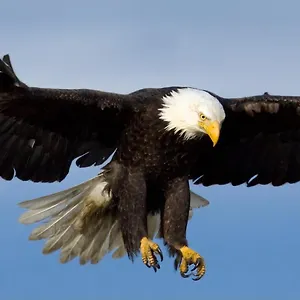 Eagles Land Apartment